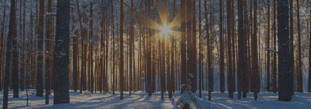 Rauhnächte Winterwald mit Sonnenlicht - Daniela Hutter alpenländische Tradition