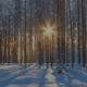 Rauhnächte Winterwald mit Sonnenlicht - Daniela Hutter alpenländische Tradition