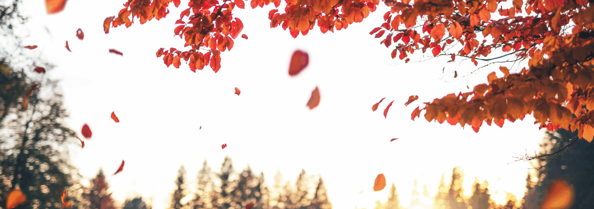 Herbstbaum lässt Blätter los. Symbol für Loslassen lernen in der dunklen Jahreszeit
