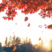 Herbstbaum lässt Blätter los. Symbol für Loslassen lernen in der dunklen Jahreszeit
