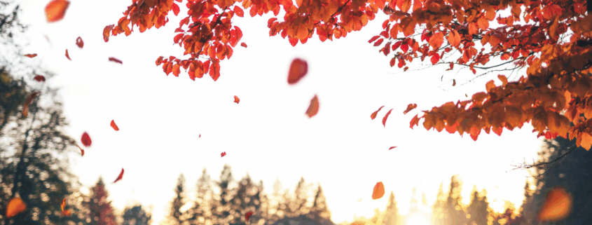 Herbstbaum lässt Blätter los. Symbol für Loslassen lernen in der dunklen Jahreszeit