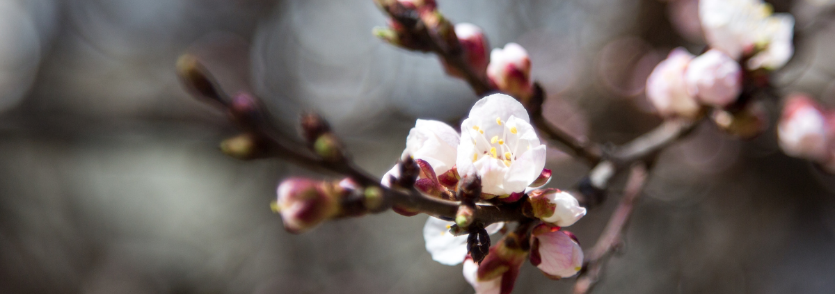 Barbarazweig Kirschzweig am Barbara-Tag 4. Dezember – Tradition der Sperrnächte vor den Rauhnächten