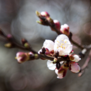 Barbarazweig Kirschzweig am Barbara-Tag 4. Dezember – Tradition der Sperrnächte vor den Rauhnächten