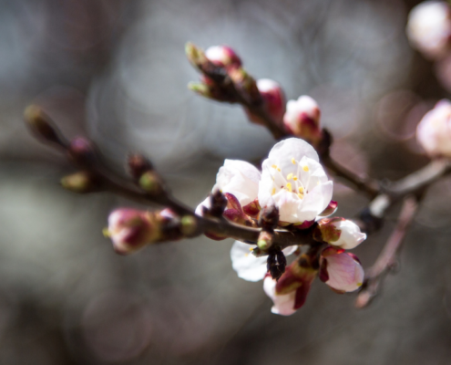 Barbarazweig Kirschzweig am Barbara-Tag 4. Dezember – Tradition der Sperrnächte vor den Rauhnächten