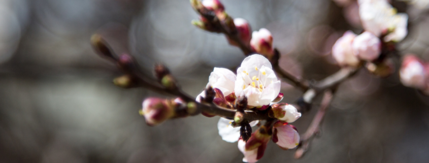 Barbarazweig Kirschzweig am Barbara-Tag 4. Dezember – Tradition der Sperrnächte vor den Rauhnächten