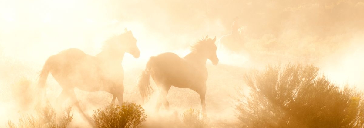 Wilde Pferde im goldenen Nebel symbolisieren das Feuer Pferd Jahr 2026 und weibliche Wildheit