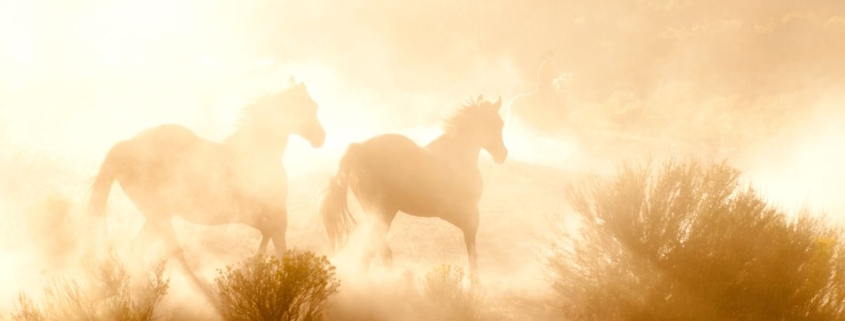 Wilde Pferde im goldenen Nebel symbolisieren das Feuer Pferd Jahr 2026 und weibliche Wildheit