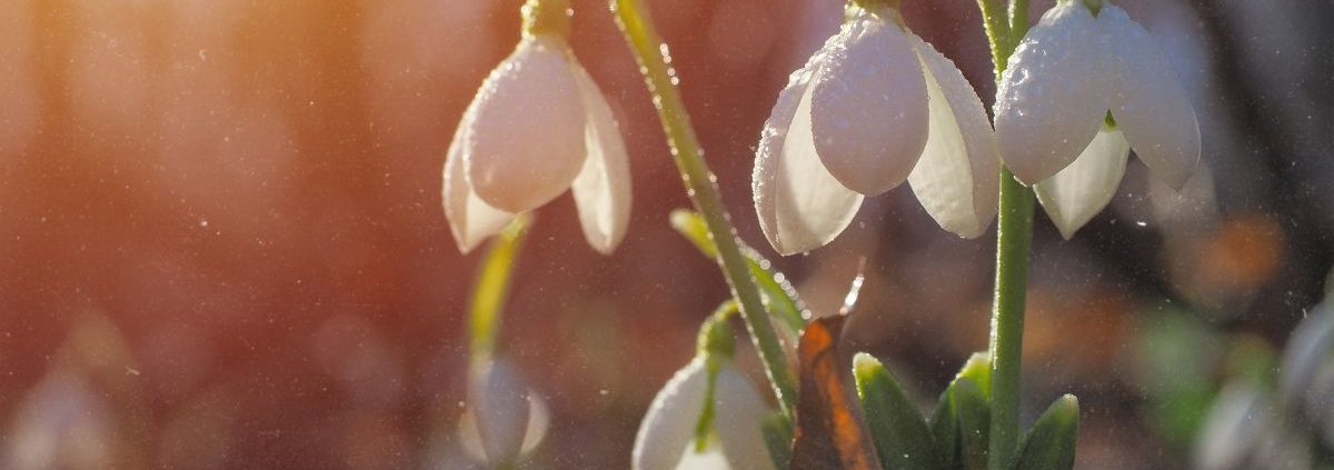 Frühlingsanfang 2026 Schneeglöckchen im Gegenlicht