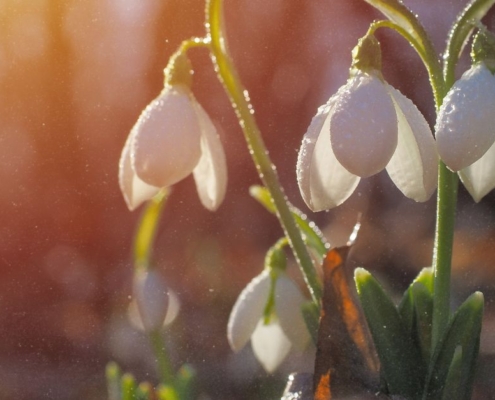 Frühlingsanfang 2026 Schneeglöckchen im Gegenlicht