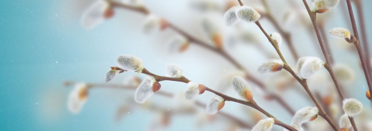 Weidenkätzchen im Frühling – Ostern spirituelle Bedeutung