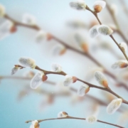 ostern-spirituelle-bedeutung Weidenkätzchen im Frühling – Ostern spirituelle Bedeutung