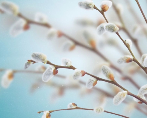 Weidenkätzchen im Frühling – Ostern spirituelle Bedeutung