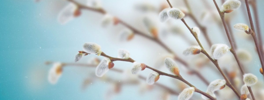 Weidenkätzchen im Frühling – Ostern spirituelle Bedeutung