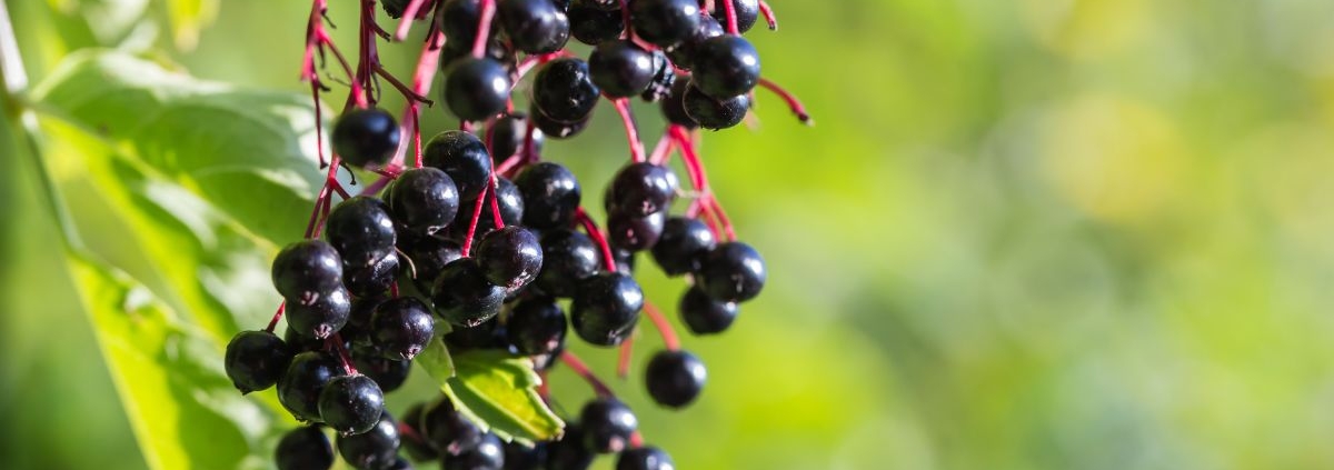 Rauhnächte vorbereiten: reife Holunderbeeren an der Hecke als Zeichen für den Übergang im Spätsommer
