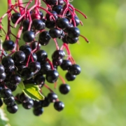 rauhnaechte-vorbereiten-sommer Rauhnächte vorbereiten: reife Holunderbeeren an der Hecke als Zeichen für den Übergang im Spätsommer
