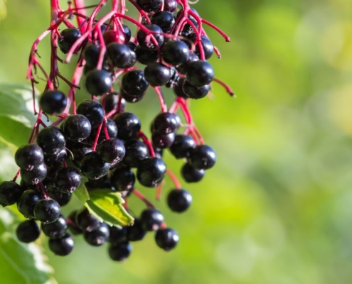 Rauhnächte vorbereiten: reife Holunderbeeren an der Hecke als Zeichen für den Übergang im Spätsommer