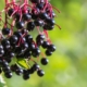 Rauhnächte vorbereiten: reife Holunderbeeren an der Hecke als Zeichen für den Übergang im Spätsommer