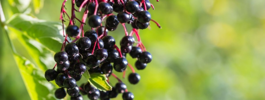 Rauhnächte vorbereiten: reife Holunderbeeren an der Hecke als Zeichen für den Übergang im Spätsommer
