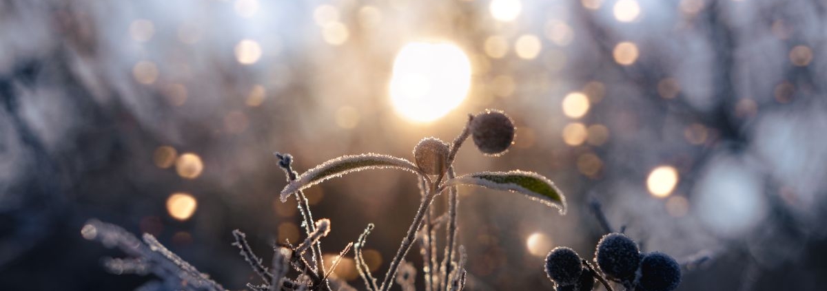 Rauhnächte Aberglaube und altes Wissen: Schlehen mit Raureif im Licht der Wintersonne