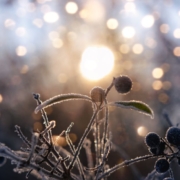 rauhnaechte-aberglaube Rauhnächte Aberglaube und altes Wissen: Schlehen mit Raureif im Licht der Wintersonne