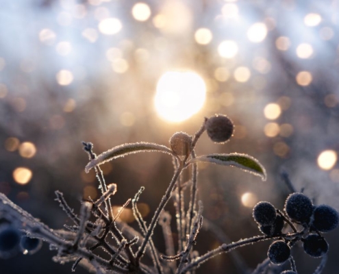 Rauhnächte Aberglaube und altes Wissen: Schlehen mit Raureif im Licht der Wintersonne
