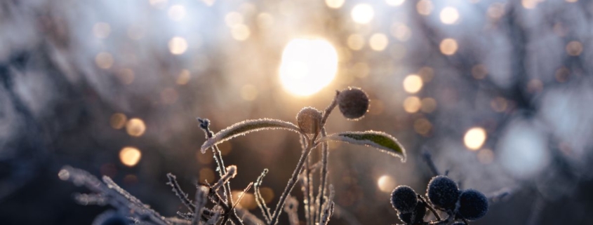 Rauhnächte Aberglaube und altes Wissen: Schlehen mit Raureif im Licht der Wintersonne